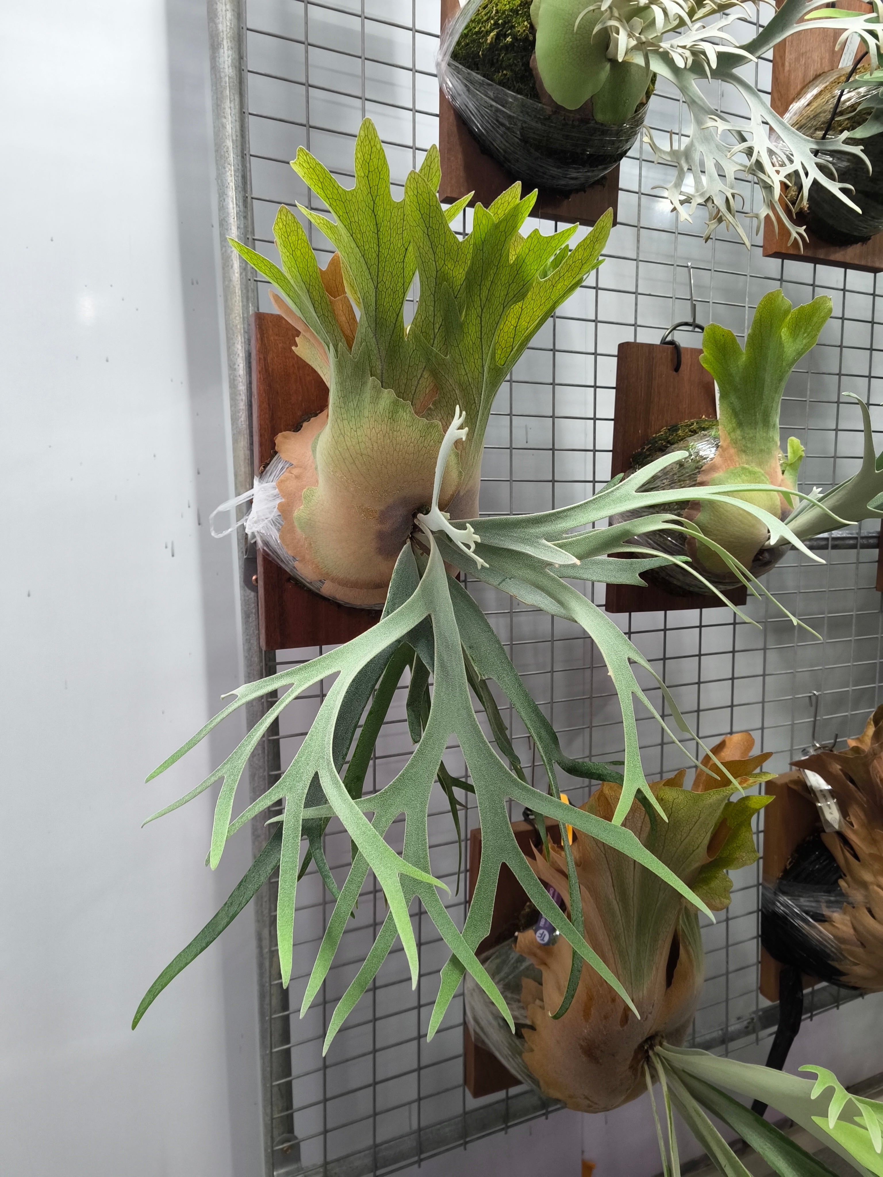 Exact plant pictured for this Platycerium retail listing