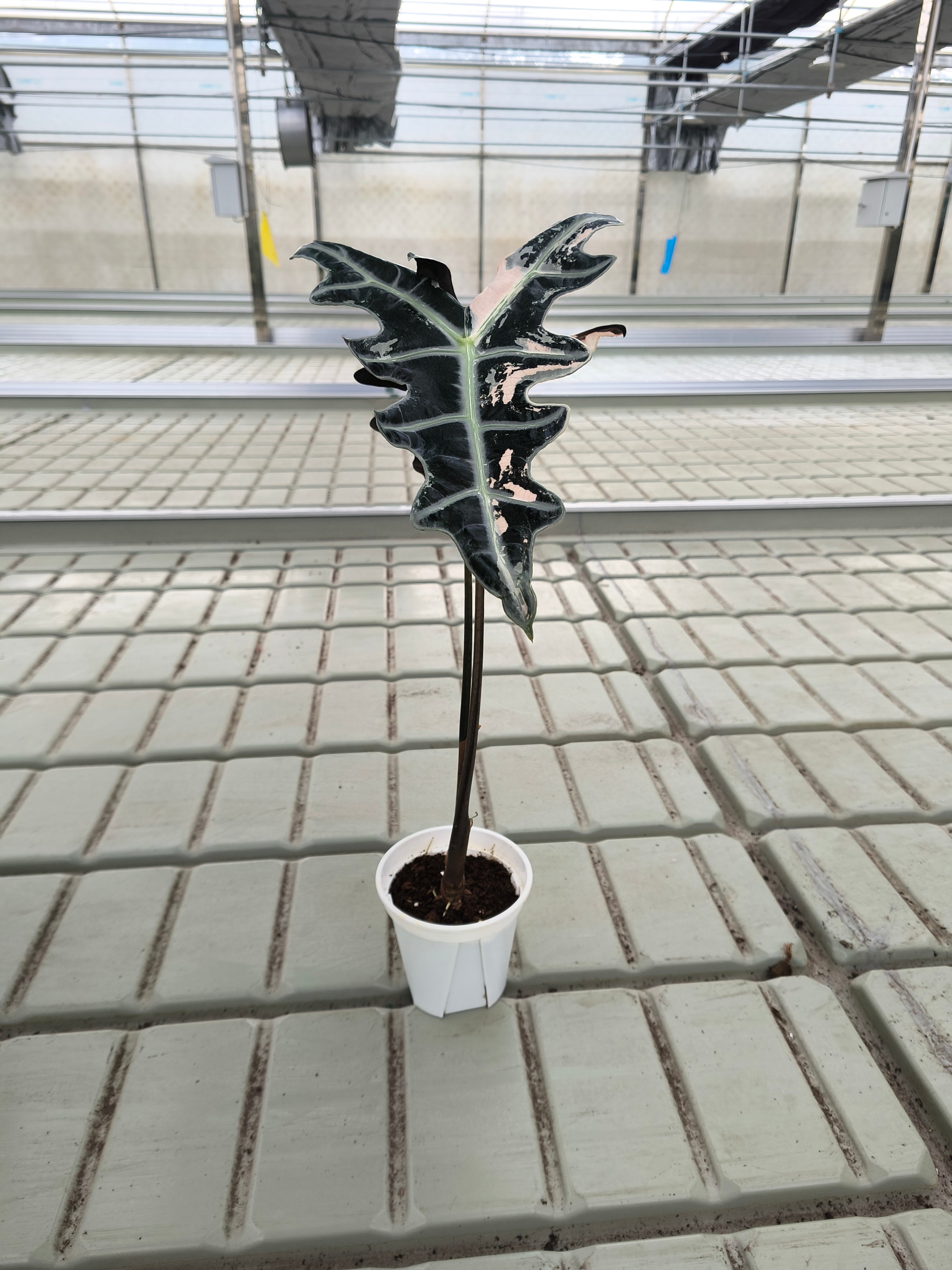 Alocasia sanderiana 'Nobilis'