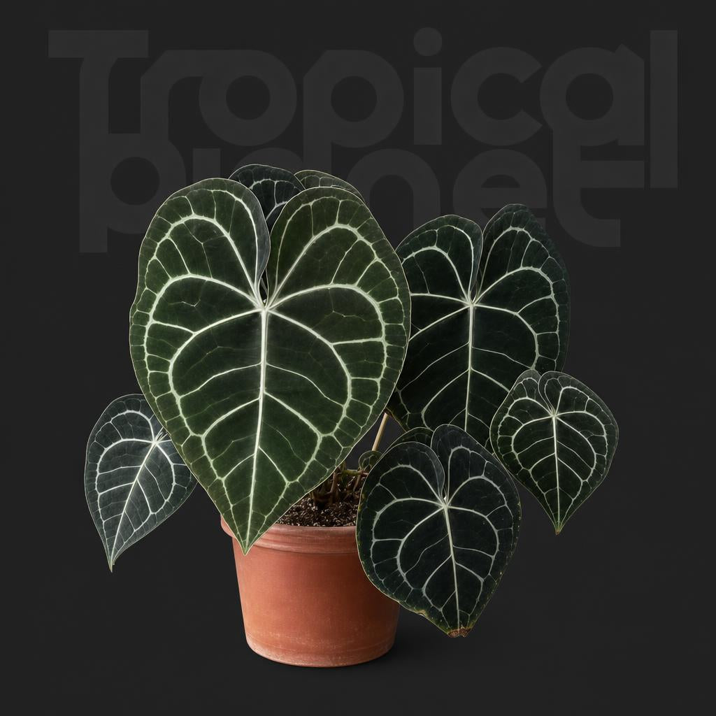 Anthurium clarinervium
