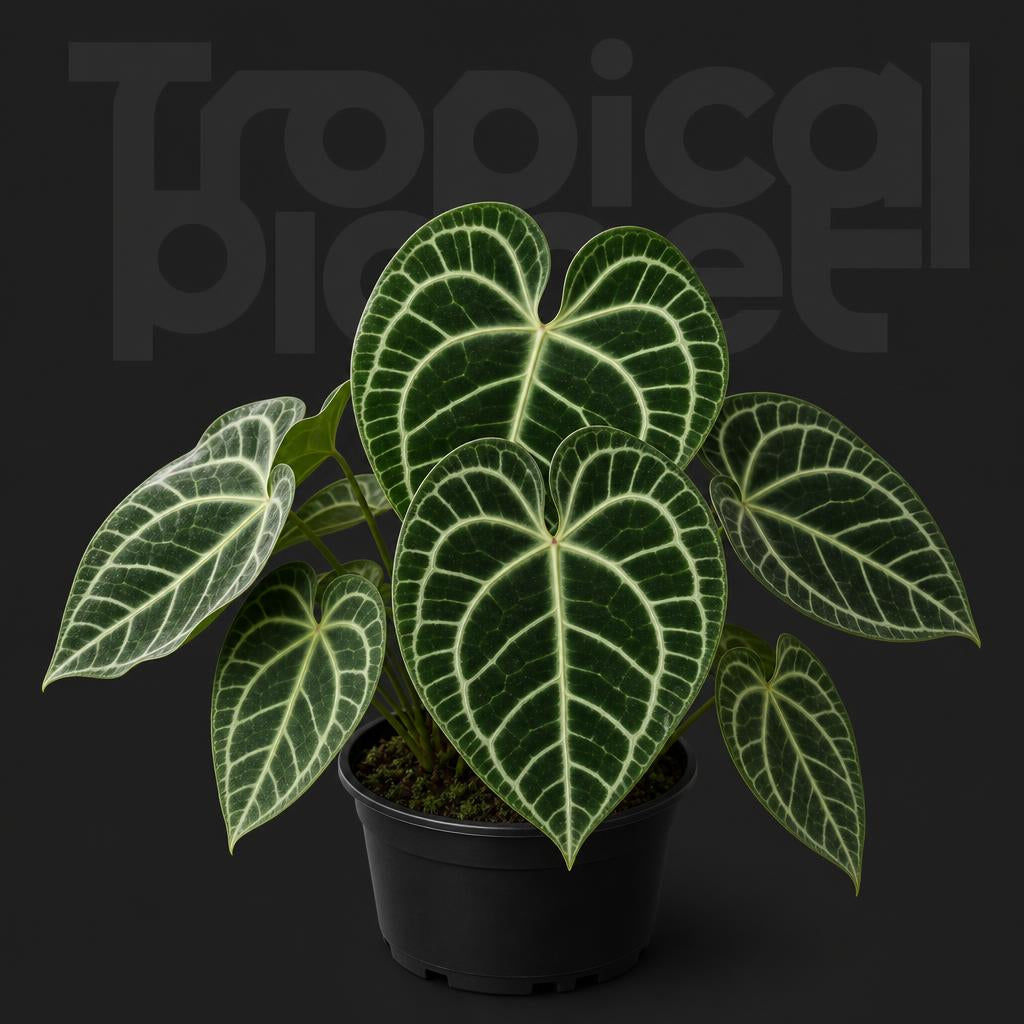 Anthurium King of Clarinervium