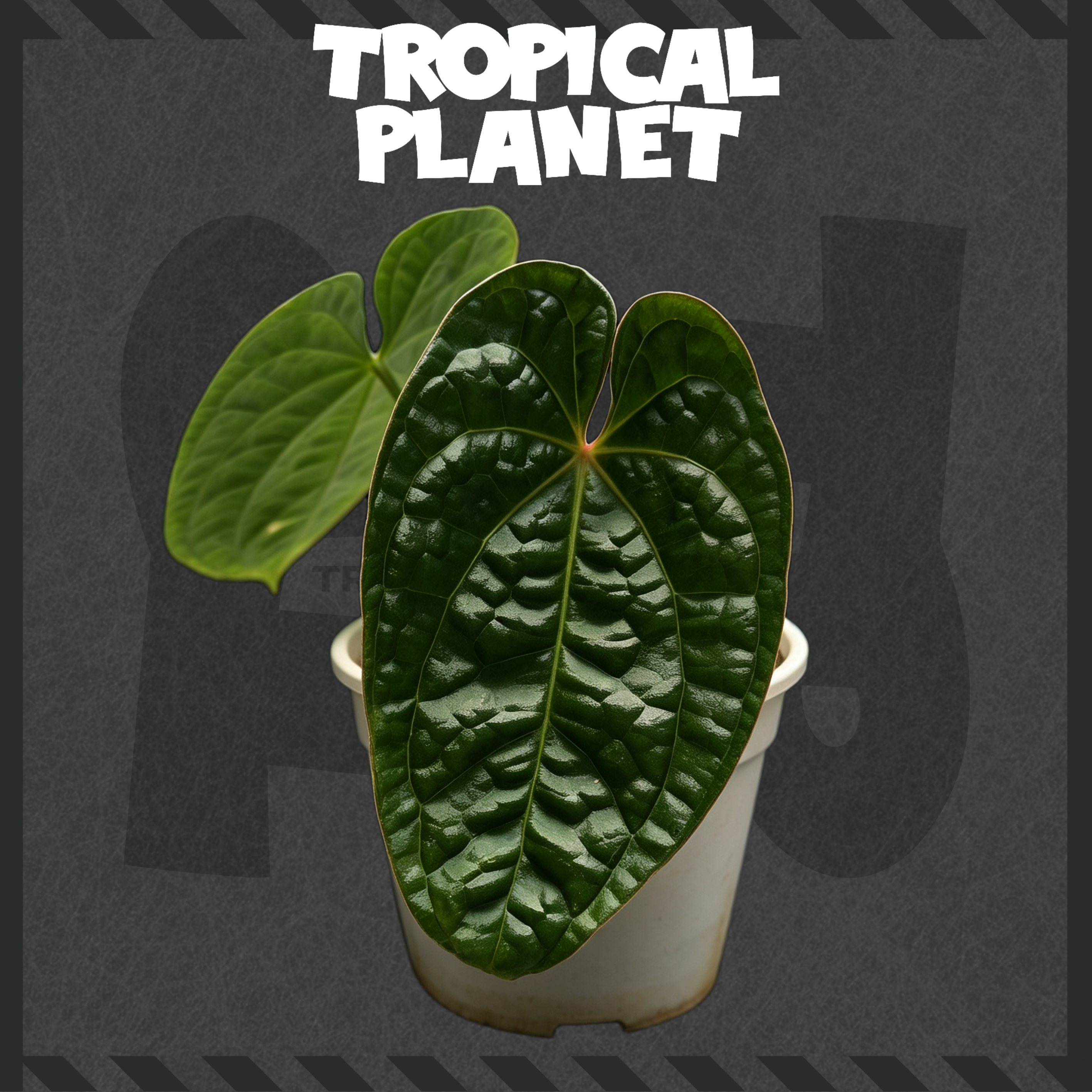 Anthurium forgetii × luxurians
