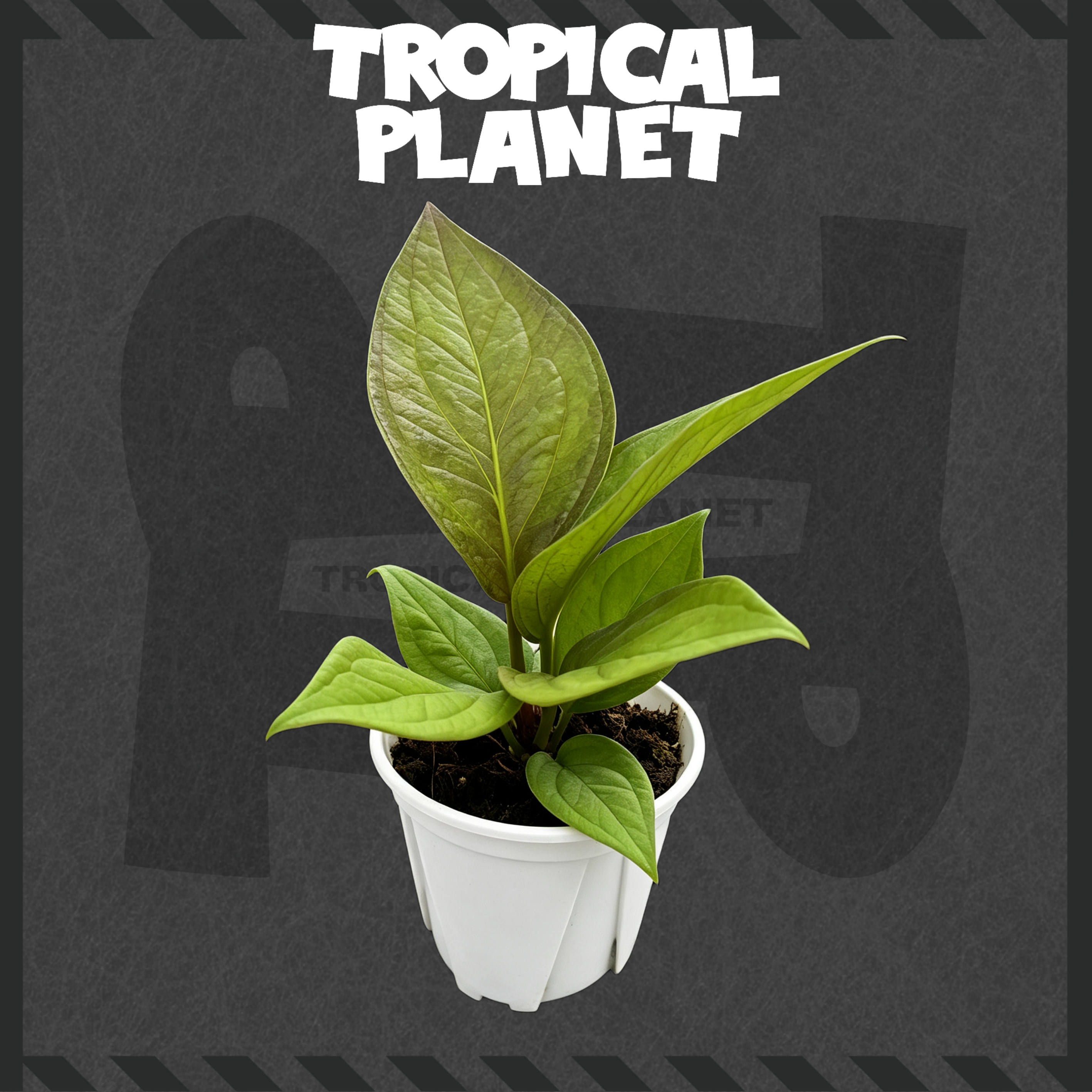 A. Hookeri Golden