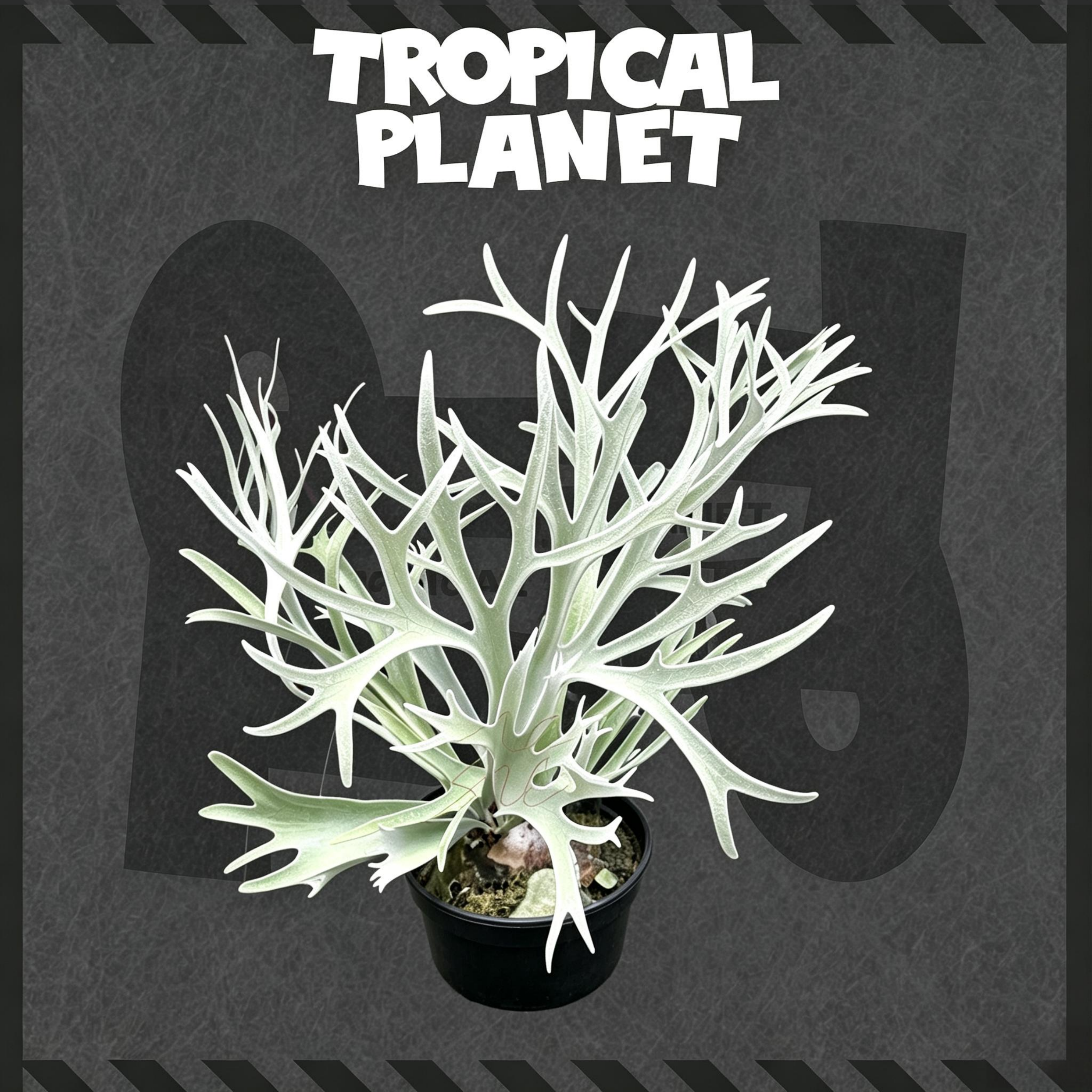 P. Veitchii Lemoinei Sporeling