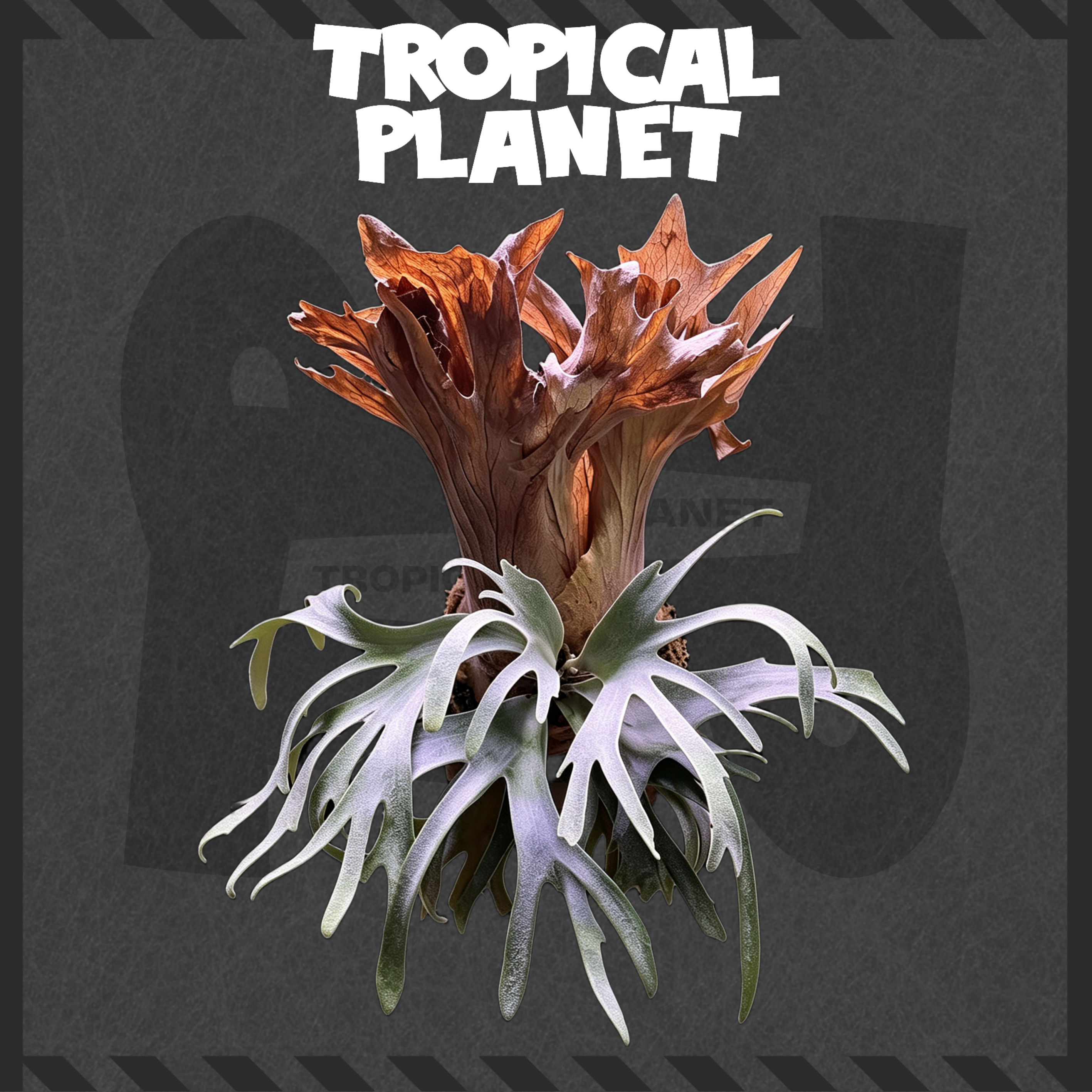 P. Phoenix Series SP Sporeling