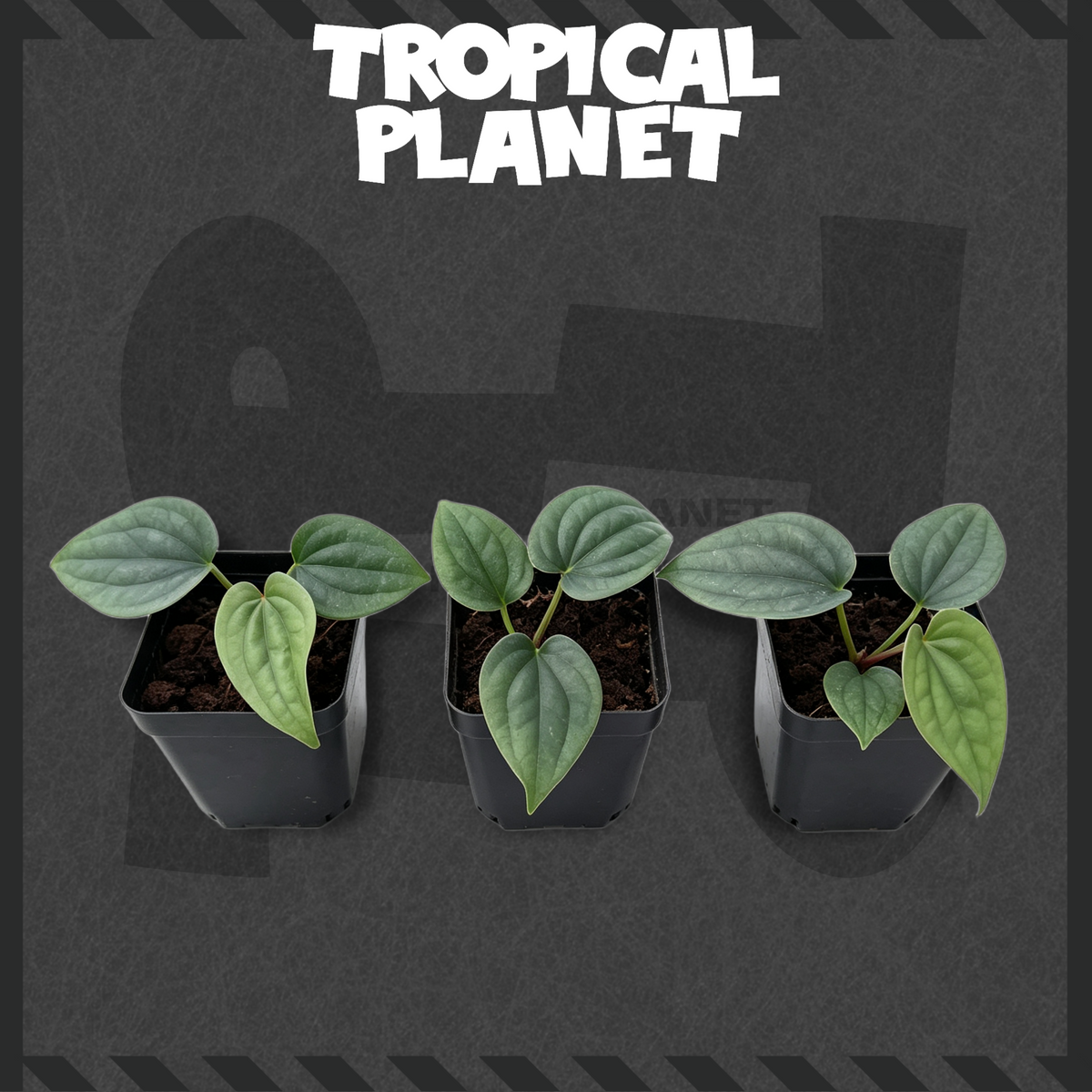 Anthurium luxurians