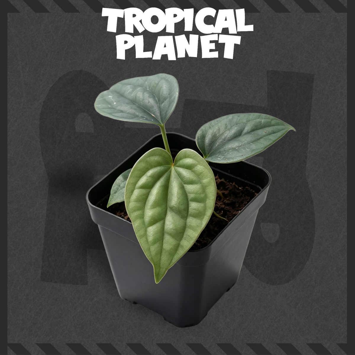 Anthurium luxurians