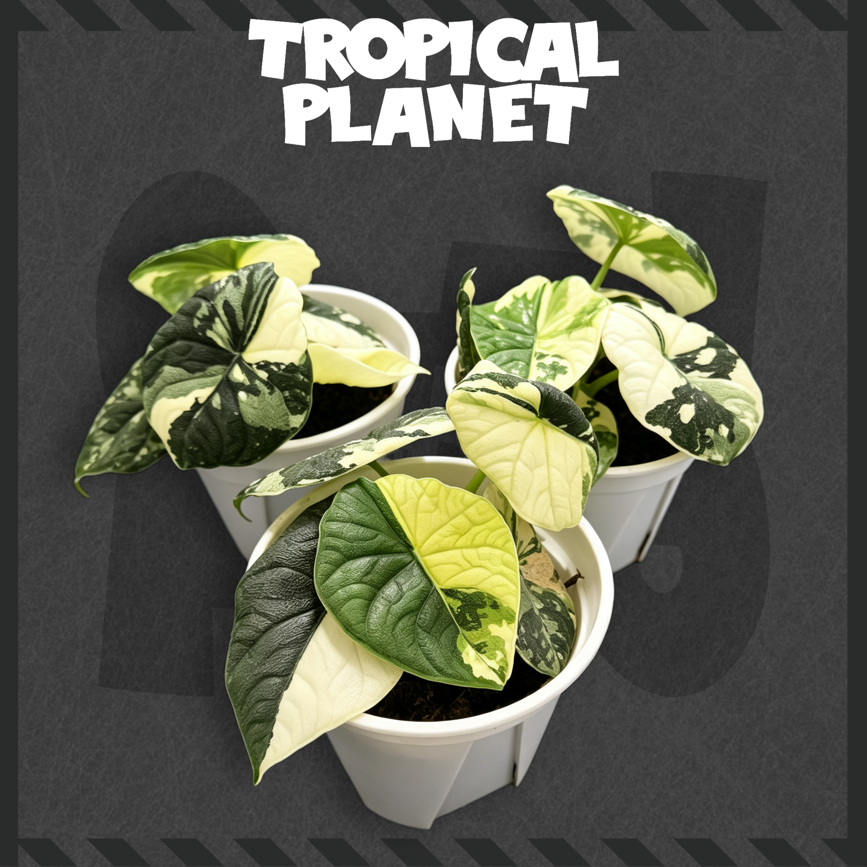 Alocasia melo 'Albo' Variegated