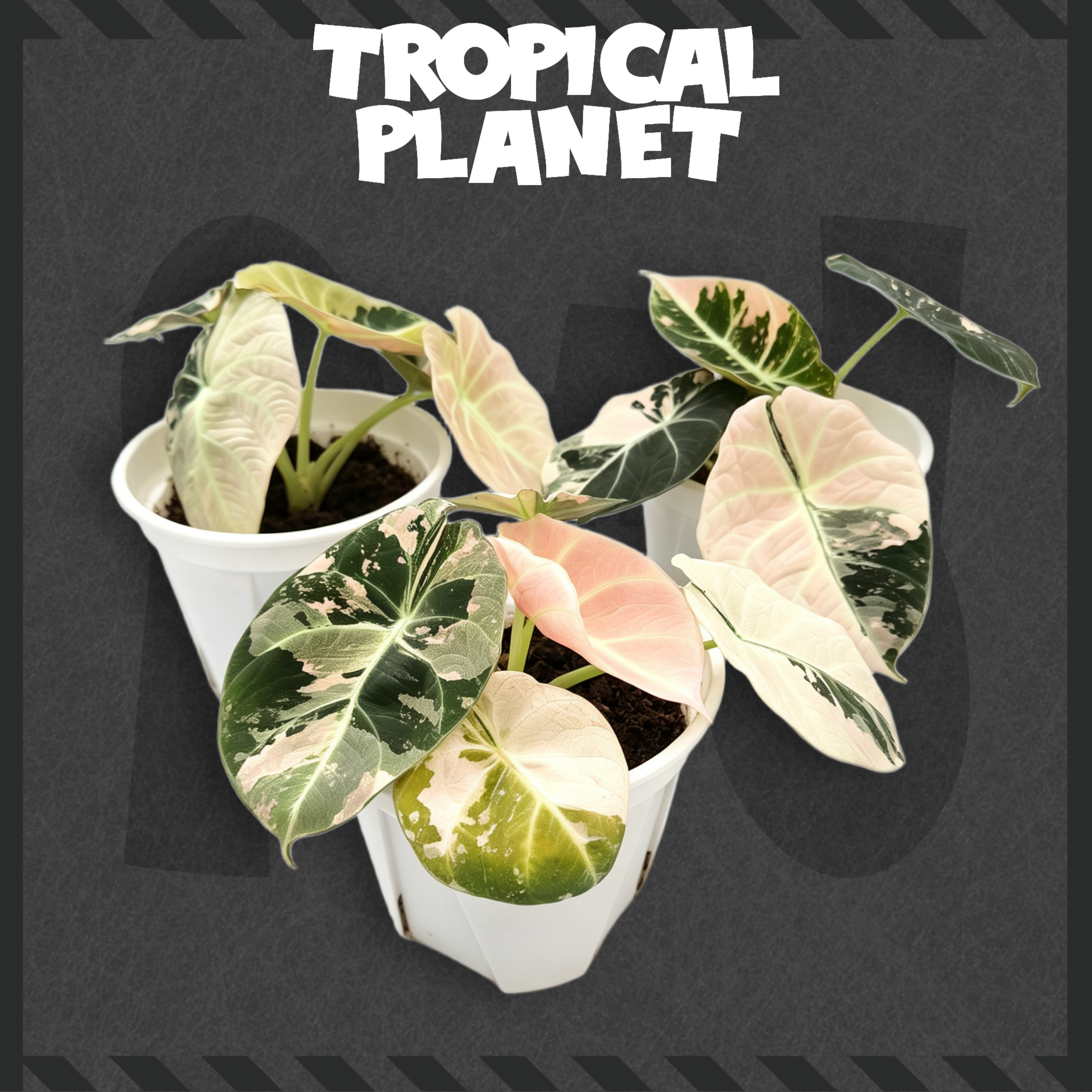 Alocasia reginula 'Black Velvet' Pink Variegated
