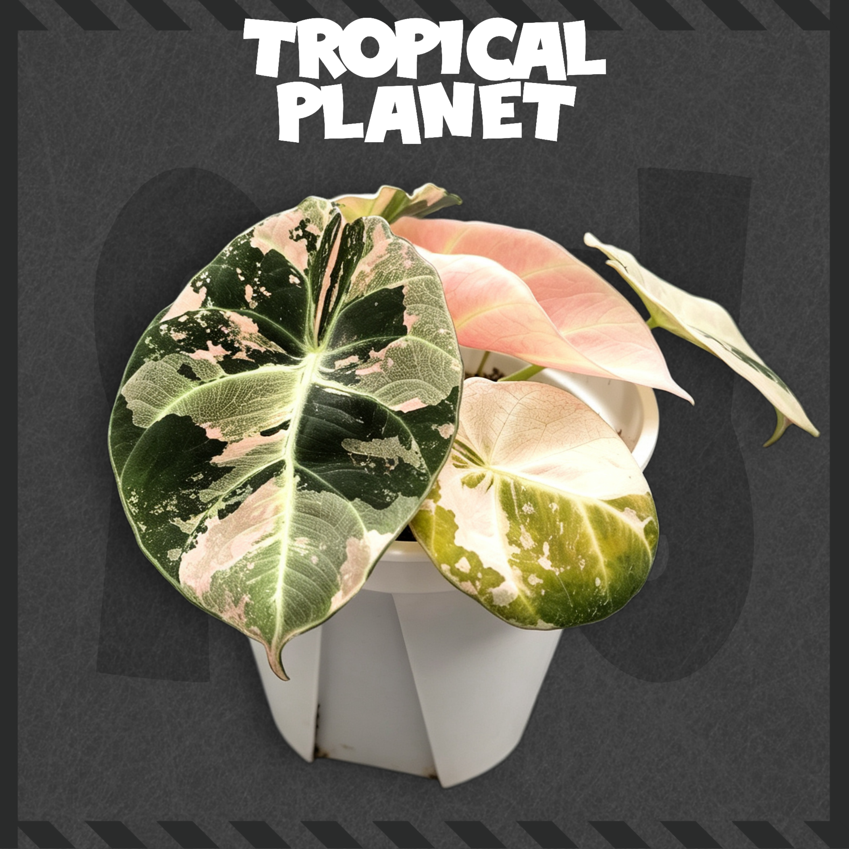 Alocasia reginula 'Black Velvet' Pink Variegated