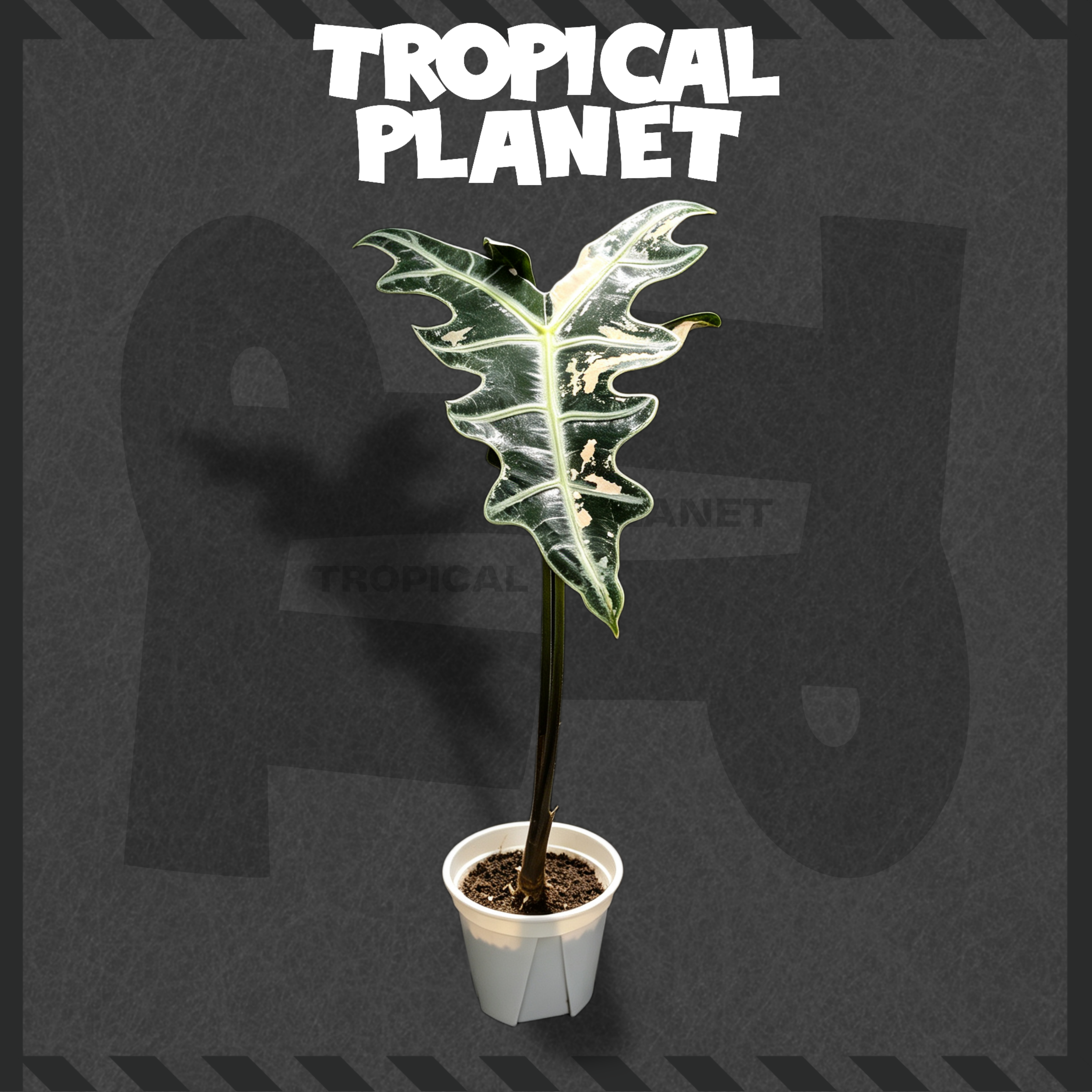 Alocasia sanderiana 'Nobilis'