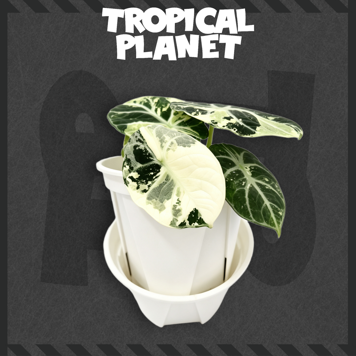 Alocasia 'Ninja' Albo Variegated