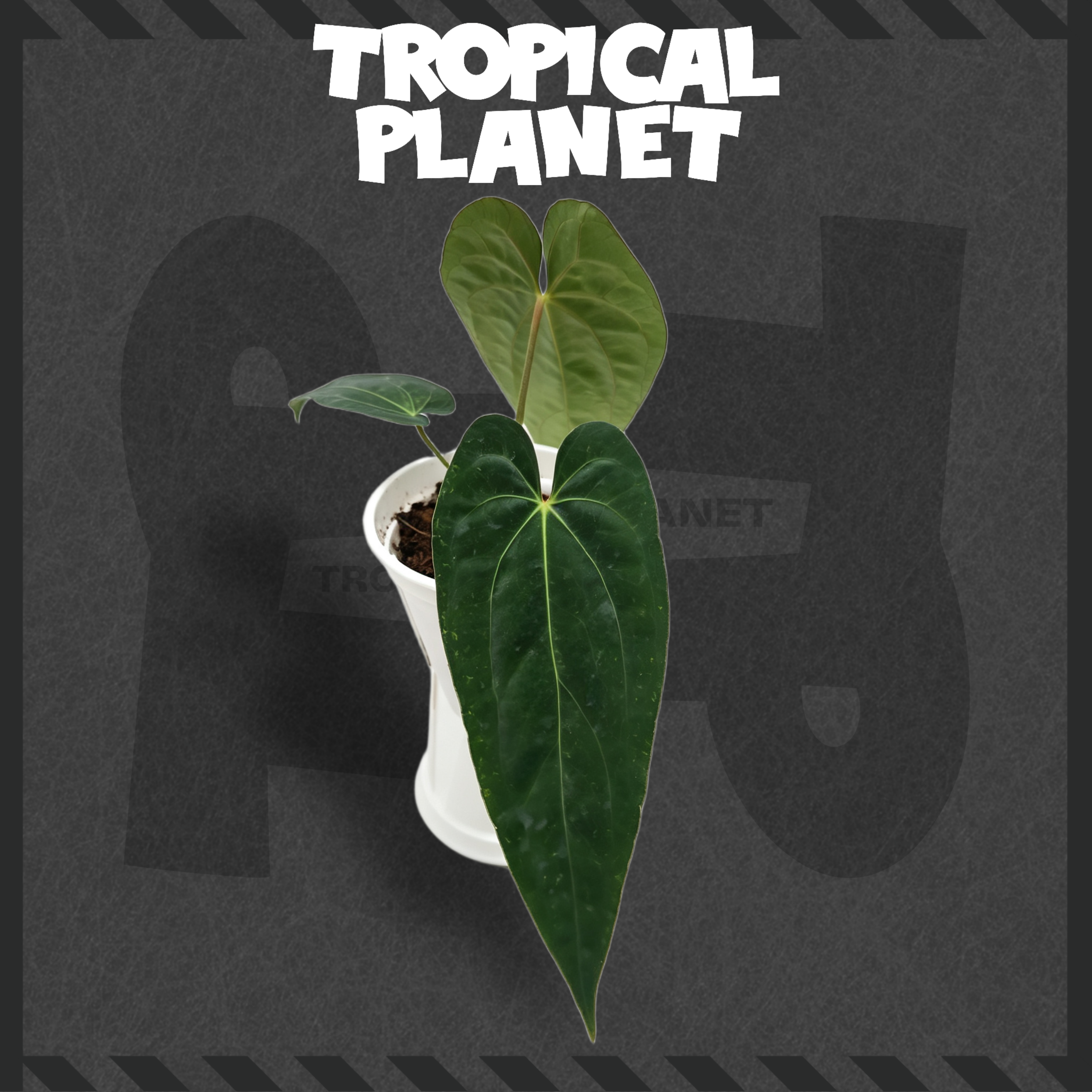 Anthurium 'Panamama' selfing