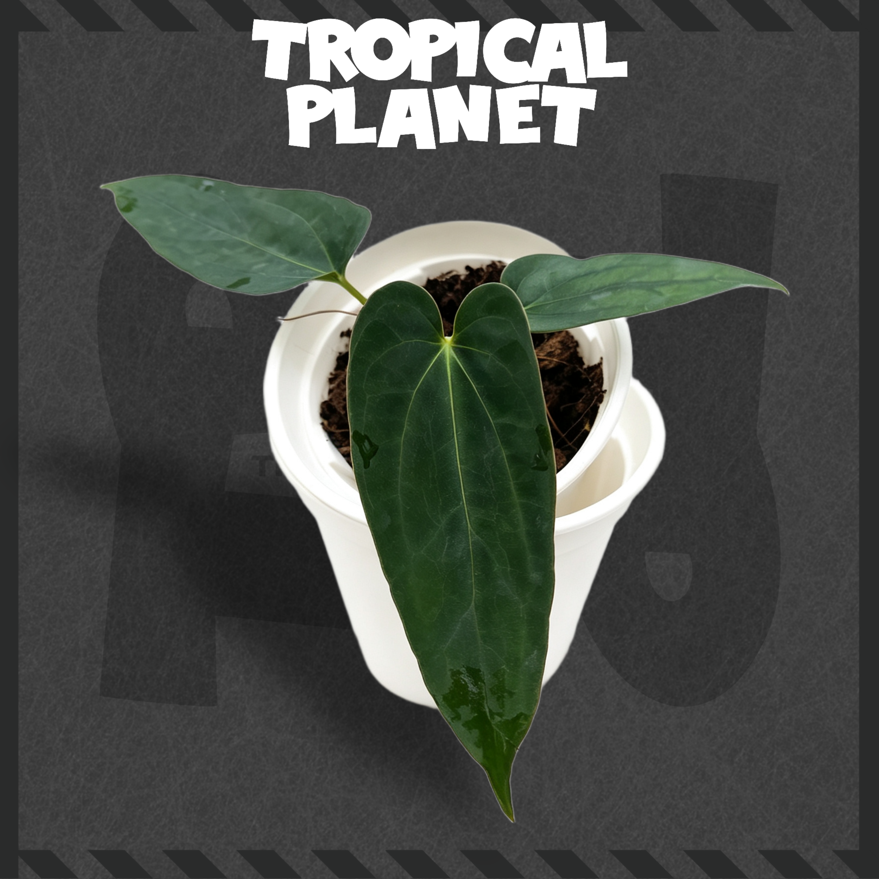 Anthurium 'Kenya' selfing