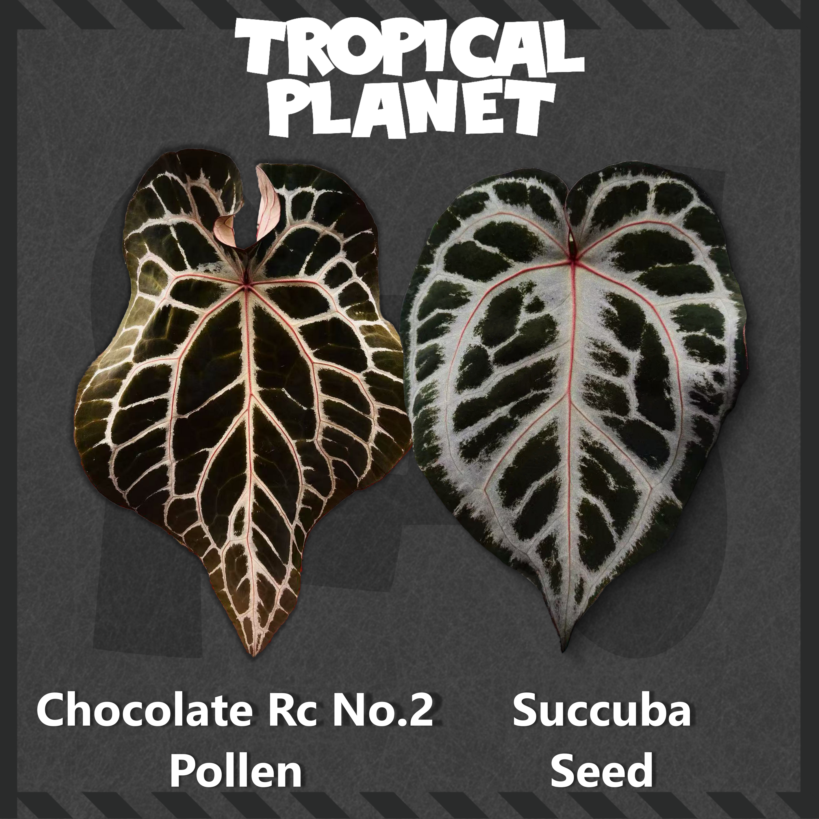Anthurium Chocolate Rc No.2 × Anthurium Succuba