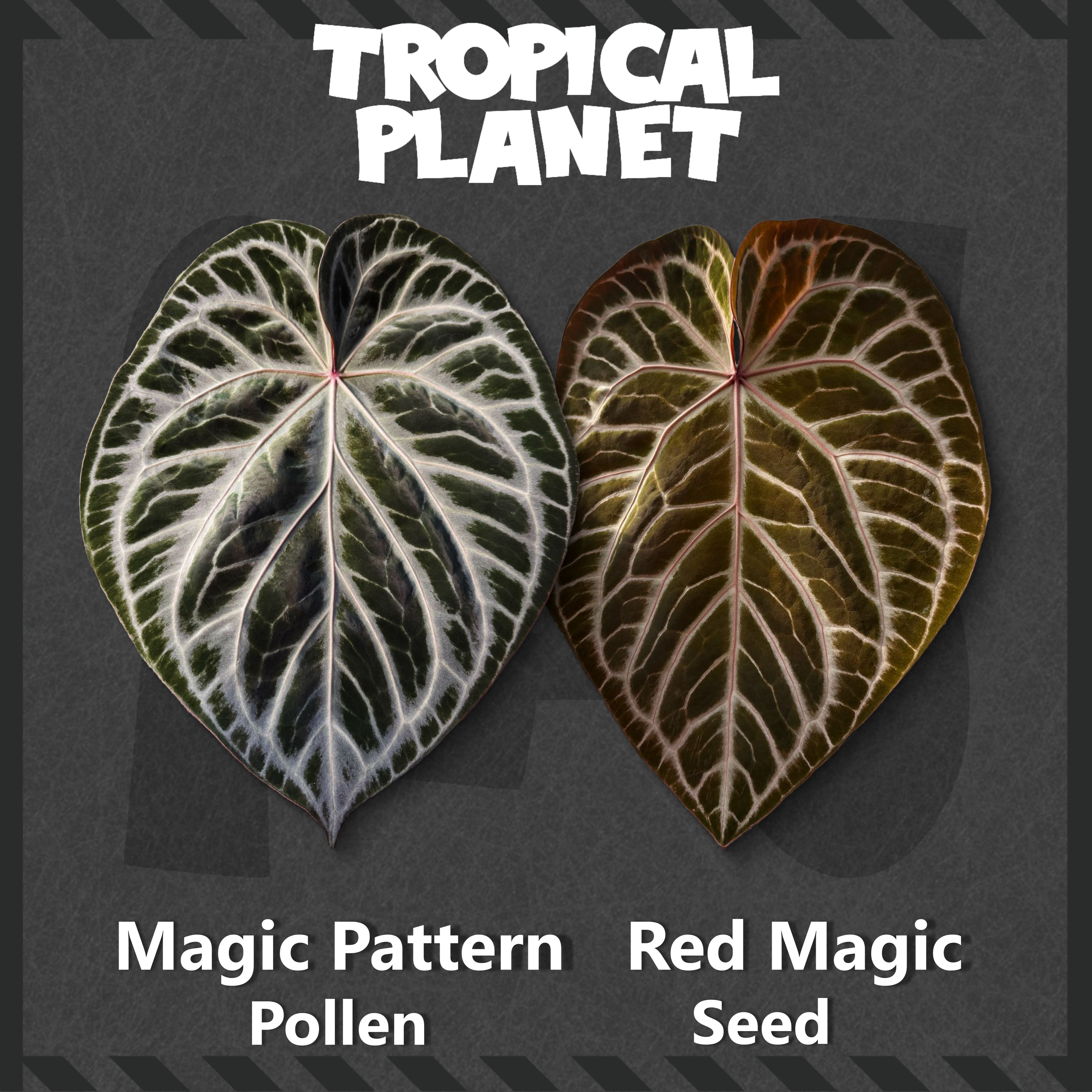 Anthurium 'Magic Pattern'× 'Red Magic'
