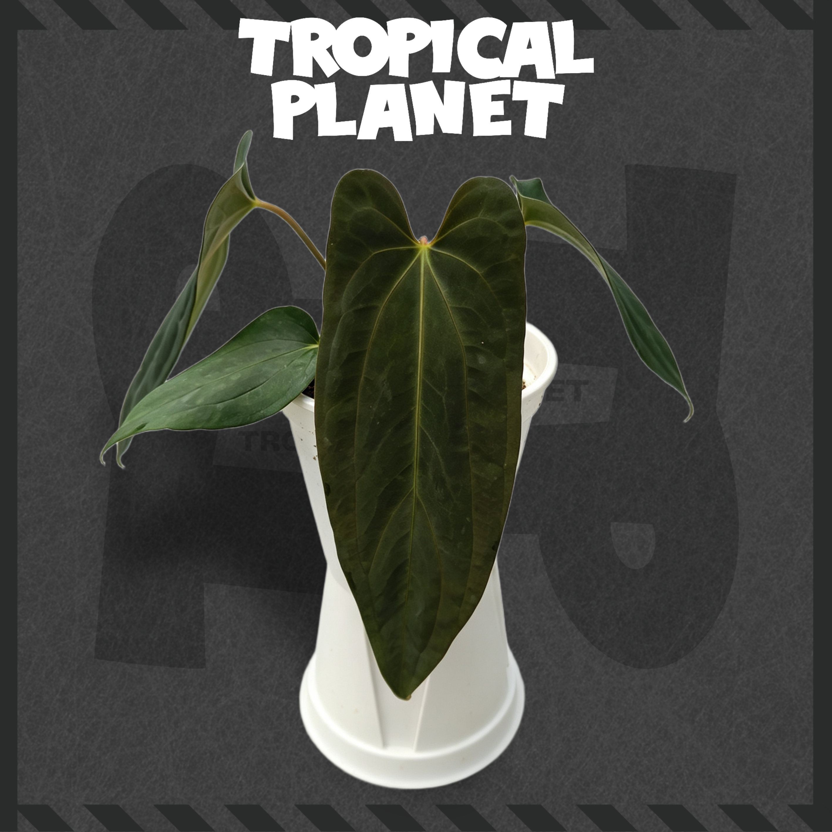 Anthurium papillilaminum 'Ralph Lynam' × Anthurium papillilaminum 'Fort Sherman'