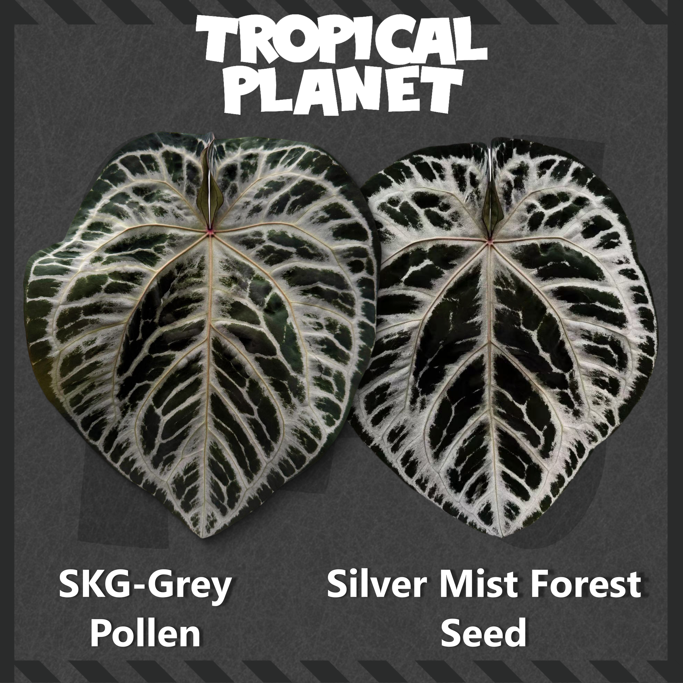 Anthurium 'SKG-Grey' × Anthurium 'Silver Mist Forest'
