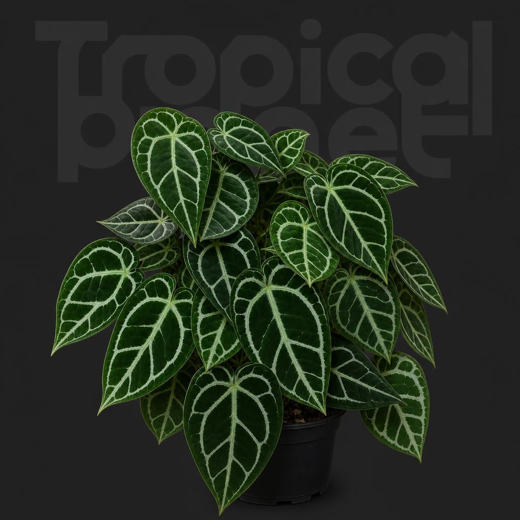 Anthurium Magnificum* Silver blush