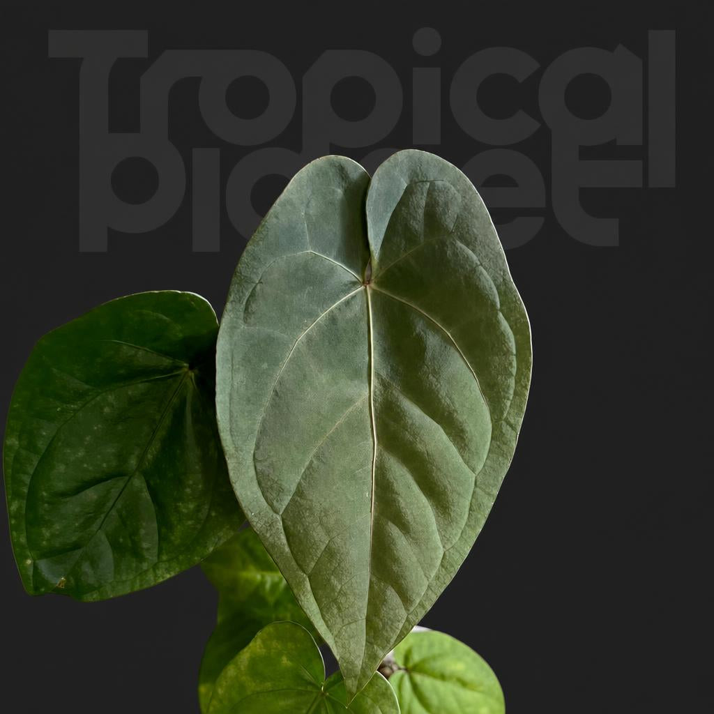 Anthurium Magnificum x dark phoenix