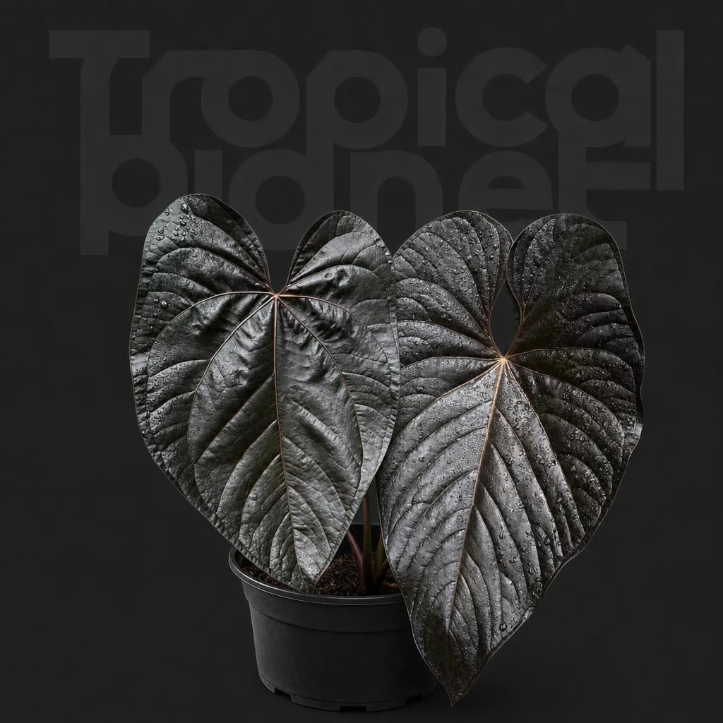 Anthurium queen of hearts