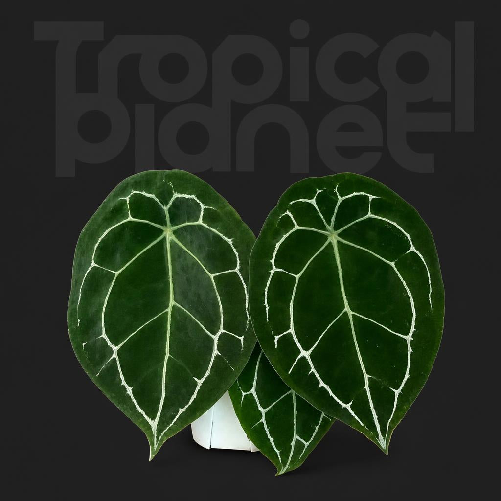 Anthurium Forgetii