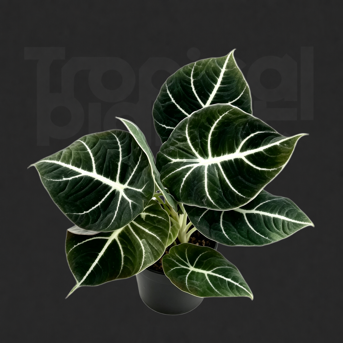 Alocasia 'Black Velvet'