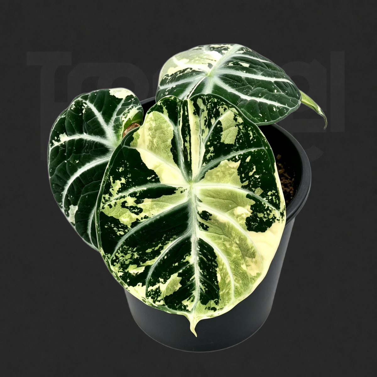 Alocasia 'Ninja' 'Albo Variegated'