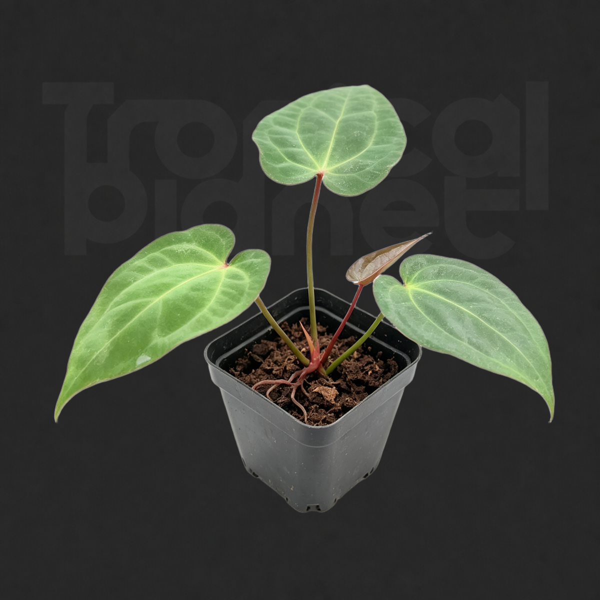 Anthurium 'Red Crystallinum' × 'Dark Phoenix'