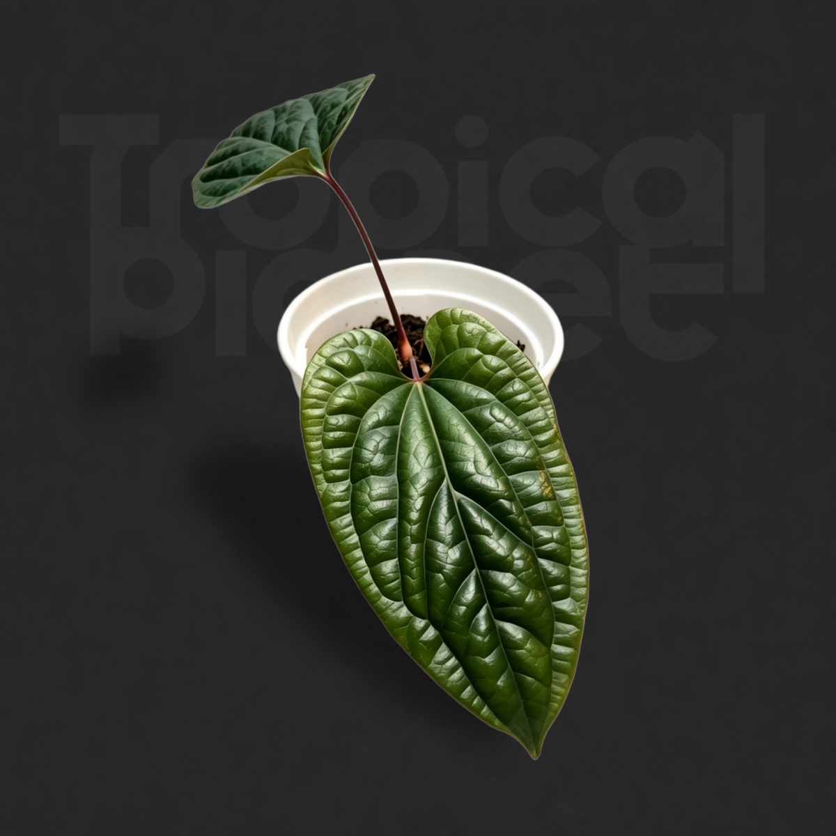 Anthurium regale × Anthurium luxurians