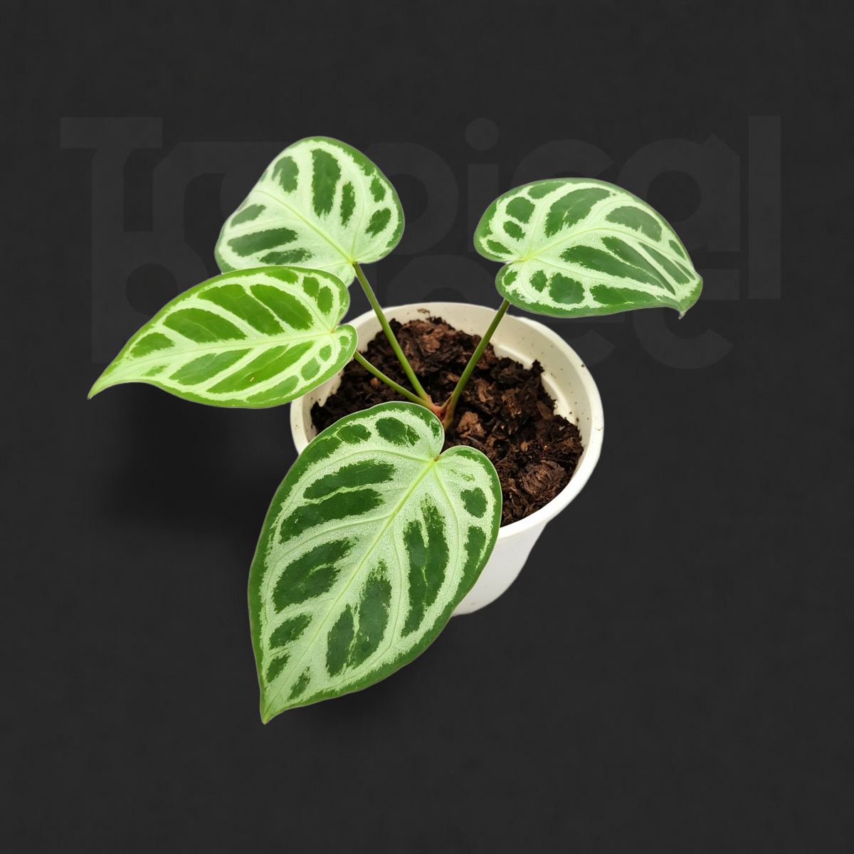 Anthurium 'Dorayaki' hybrid