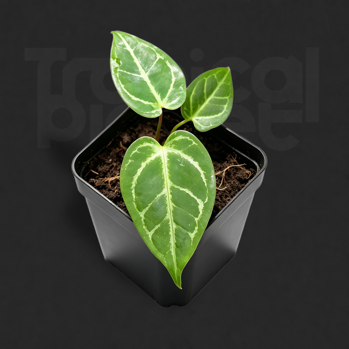 Anthurium crystallinum hybrid