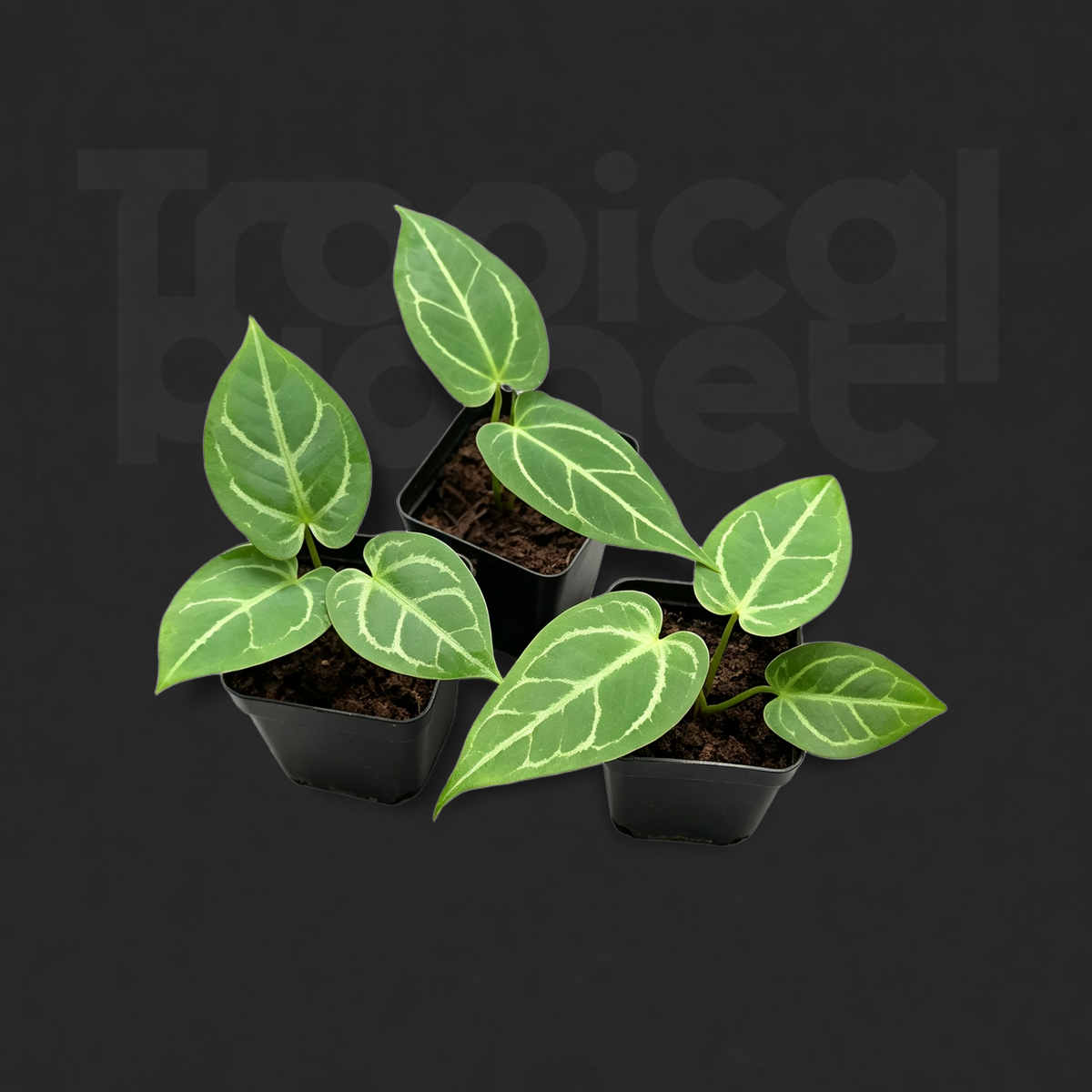 Anthurium crystallinum hybrid