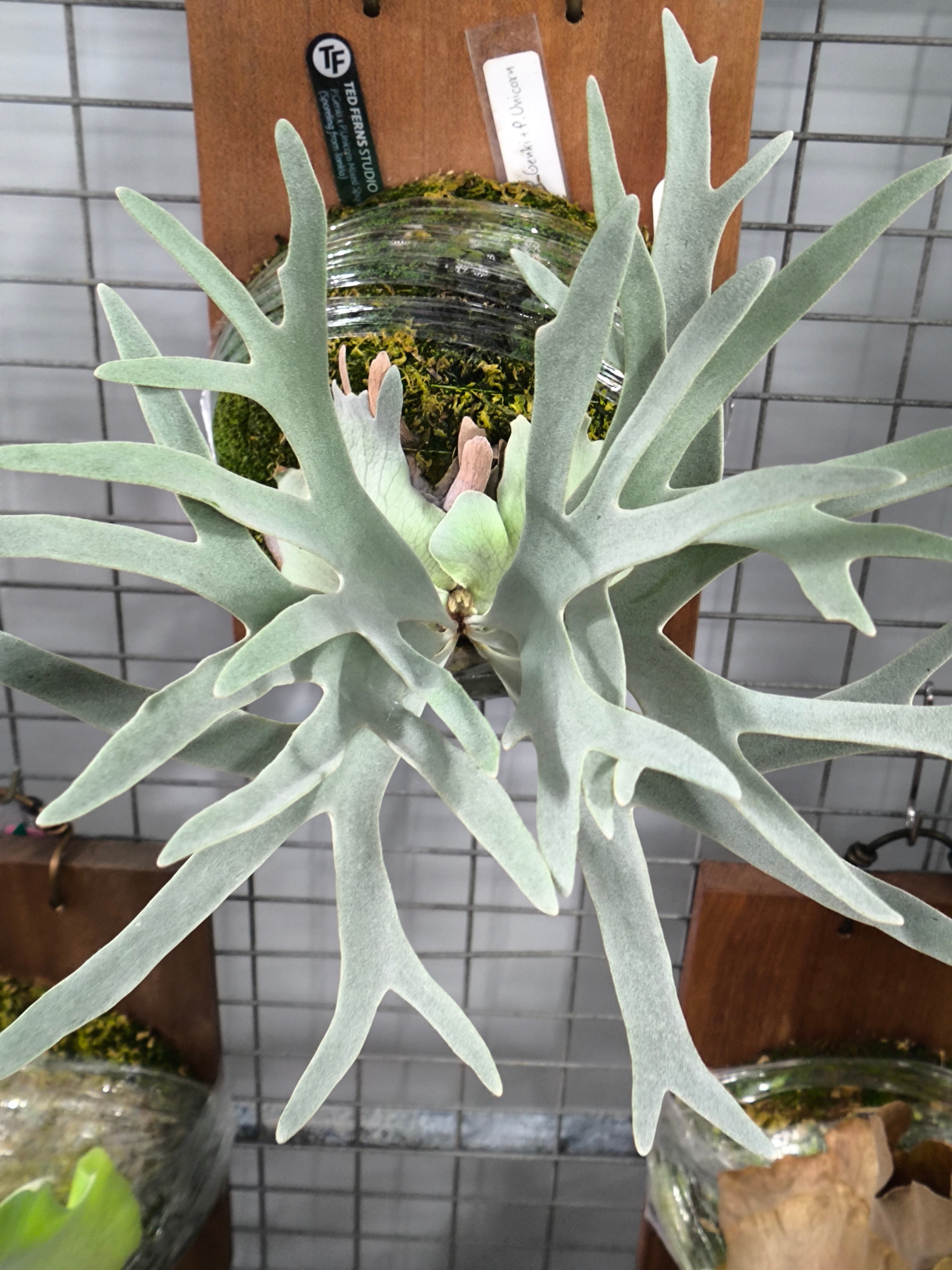 Exact plant pictured for this Platycerium retail listing