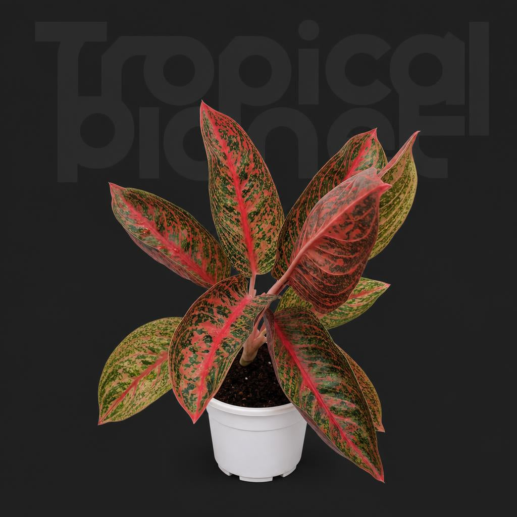 Aglaonema star shining