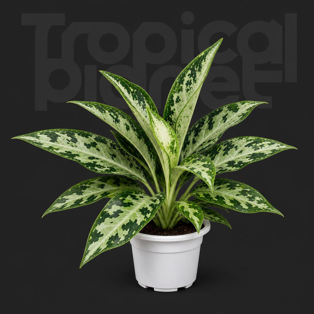 Aglaonema camouflage