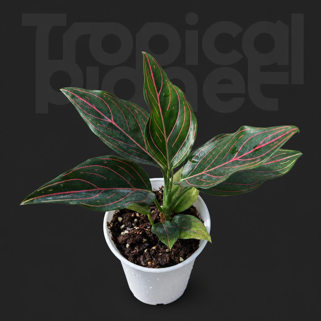 Aglaonema Red Vein