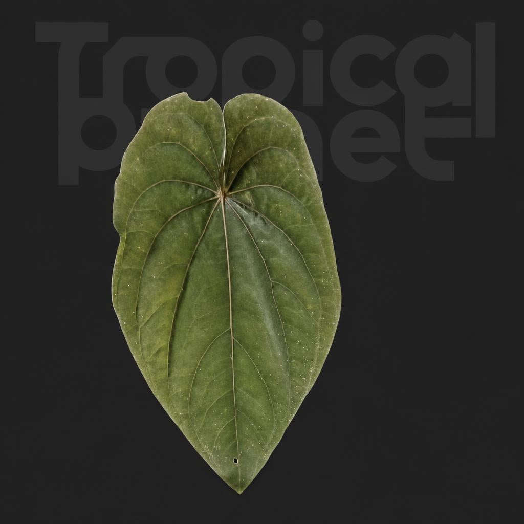 Anthurium papillilaminum panam*Ace of spades