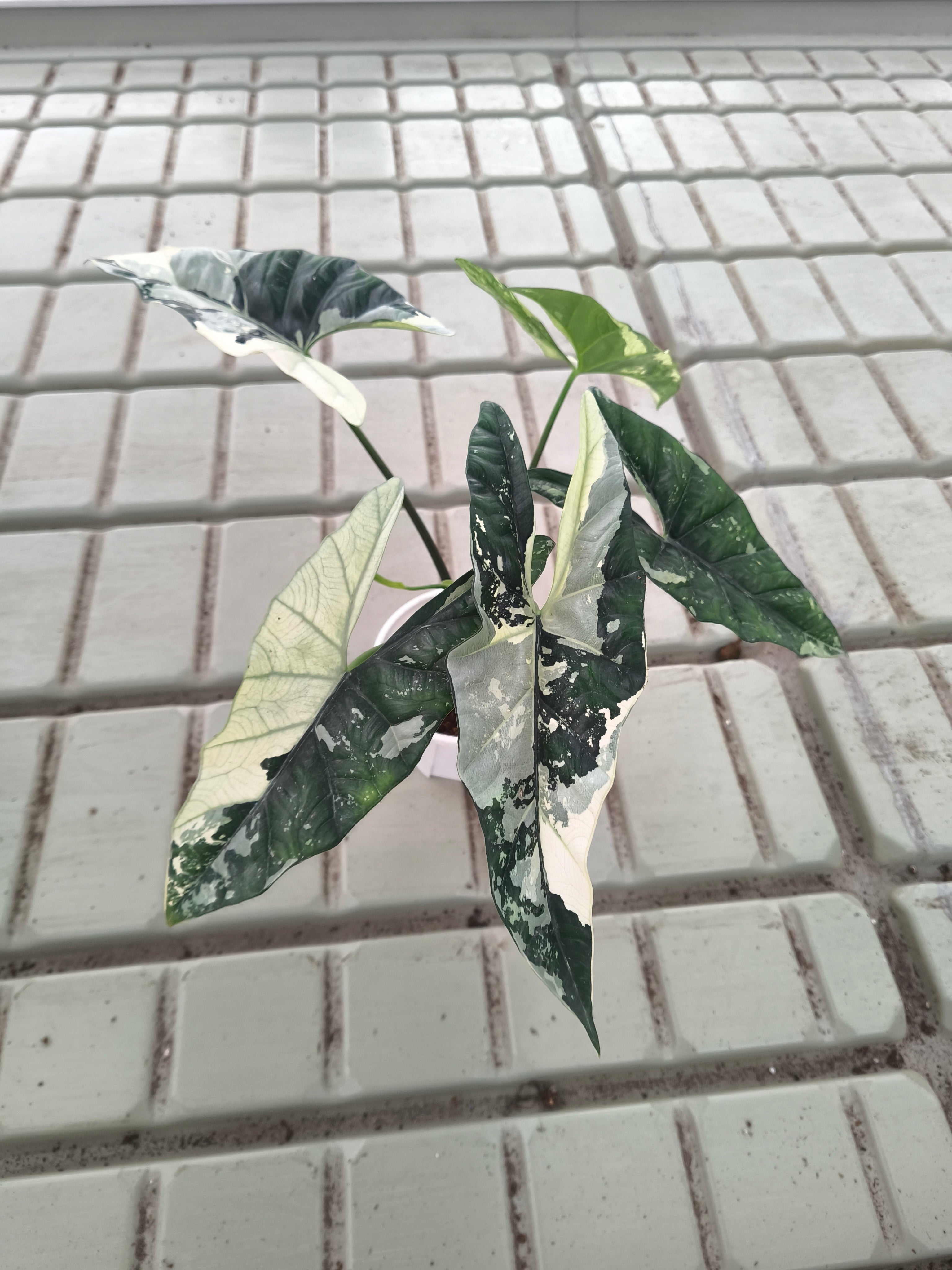 Alocasia 'Simpo' Albo Variegata