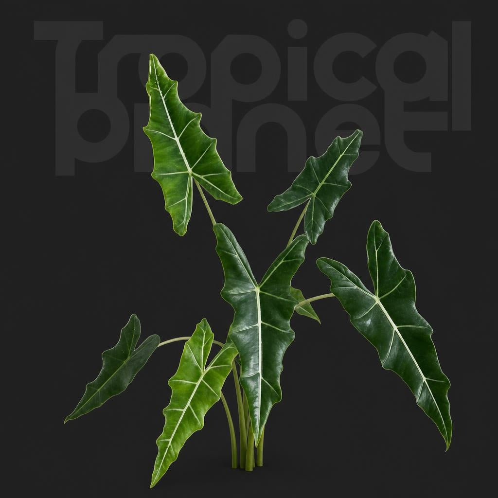Alocasia 'Sarian'