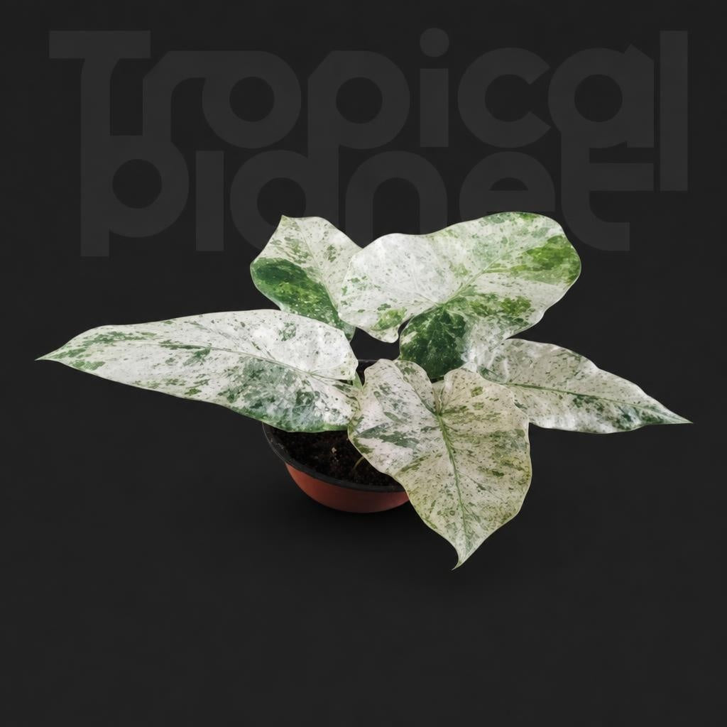 Alocasia Odora varigated 'Batik'