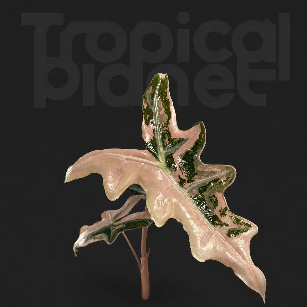 Alocasia Nobilis Pink Variegated