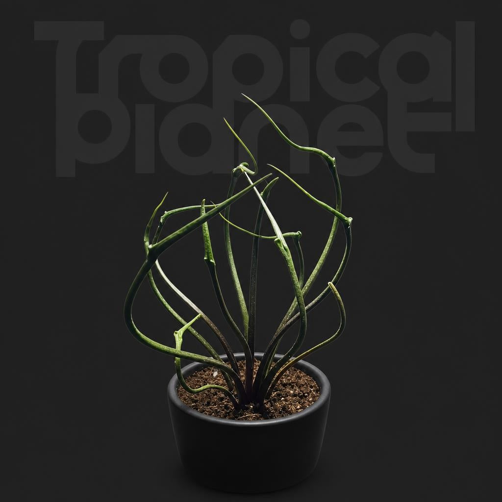 Alocasia Flying squid