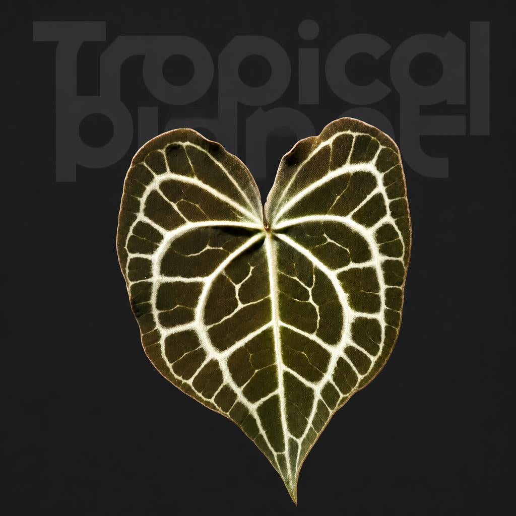 Anthurium queen clarinerviun