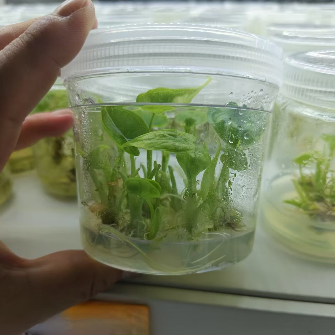 Alocasia 'Silver Dragon' 'Variegated' - TP Alocasia common tissue culture 2026-06-22 #03