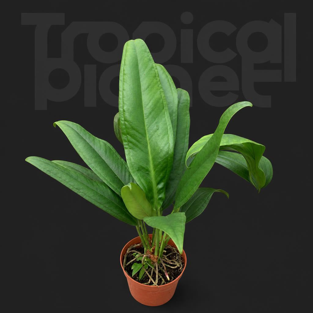 Anthurium bakeri
