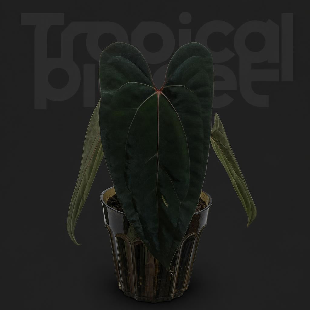 Anthurium Dark phoenix*papillilaminum