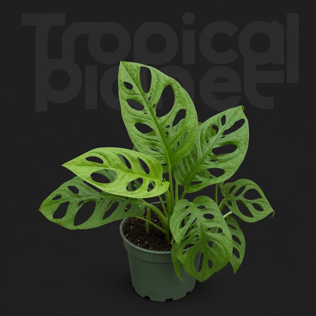 Monstera obliqua var Expilata