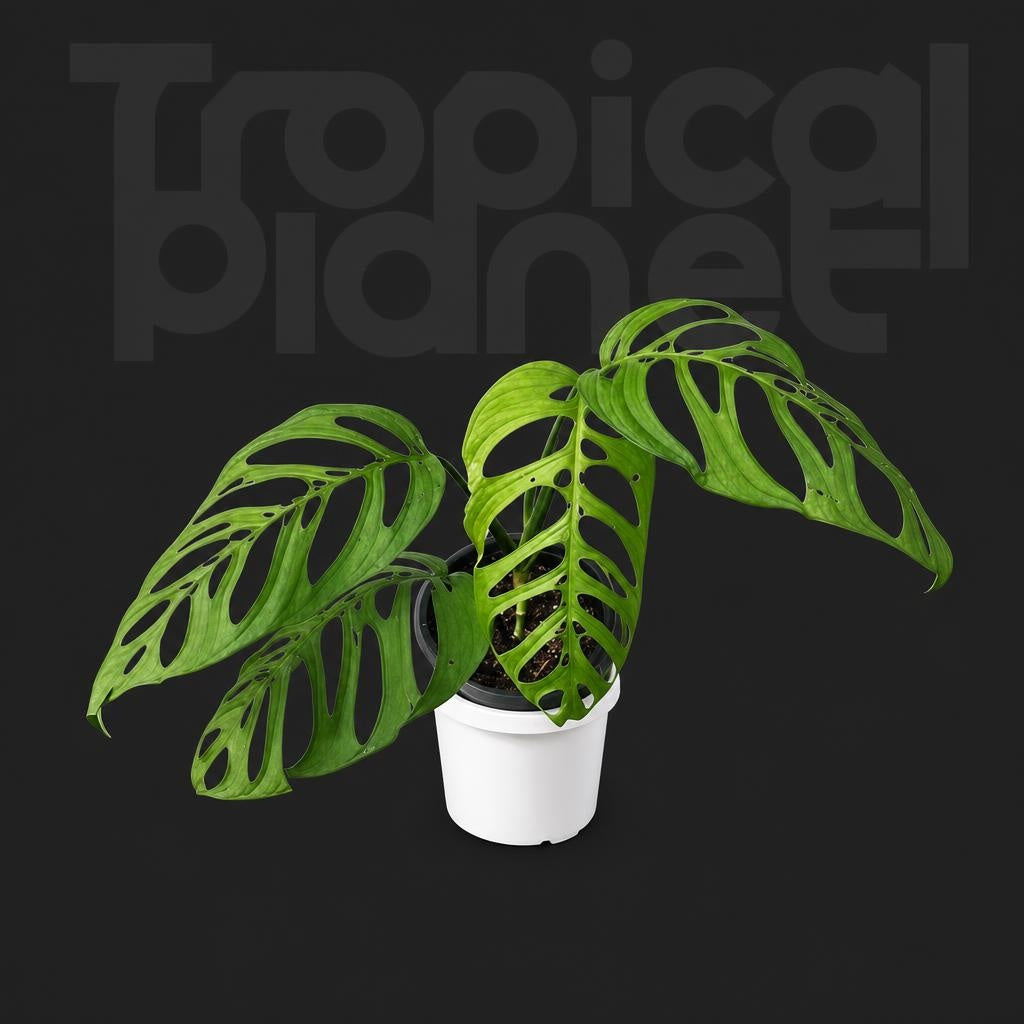 Monstera Epipremnoides