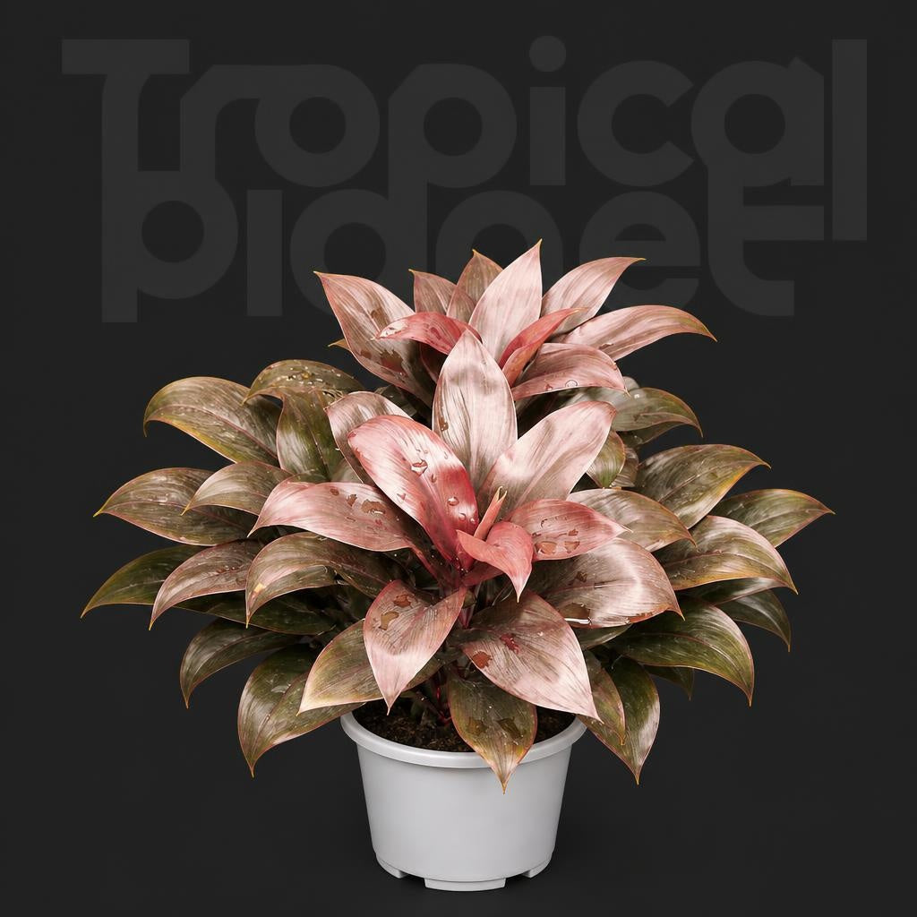 Cordyline fruticosa ‘Kolly’