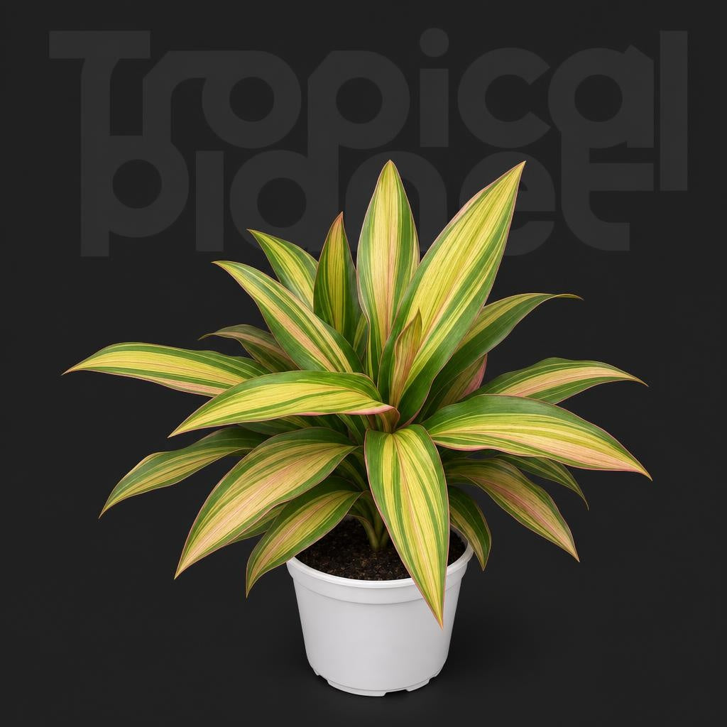 cordyline phnom penh